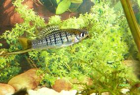 Xiphophorus nezahualcoyotl został nazwany na cześć gminy w Meksyku. Jest podobny do innych mieczyków, możliwy również w akwarium gatunkowym z dużą ilością roślin, karmą startową zarówno żywą, jak i dekapsułowaną nauplii artemii, sztucznym drobnym pokarmem.