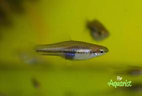 Xiphophorus pygmaeus