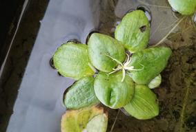 kvetoucí limnobium laevigatum (samičí květ)