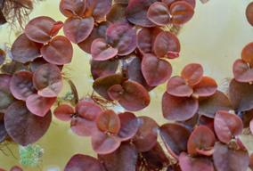 červený phyllanthus fluitans