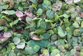 zelený phyllanthus fluitans