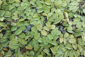 salvinia natans