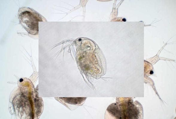 Návod pro chov Daphnia magna
