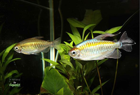 Phenacogrammus interruptus (Congo tetra): The African queen among tetras