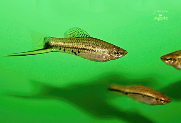 Xiphophorus montezumae: Zapomniany skarb meksykańskich wód
