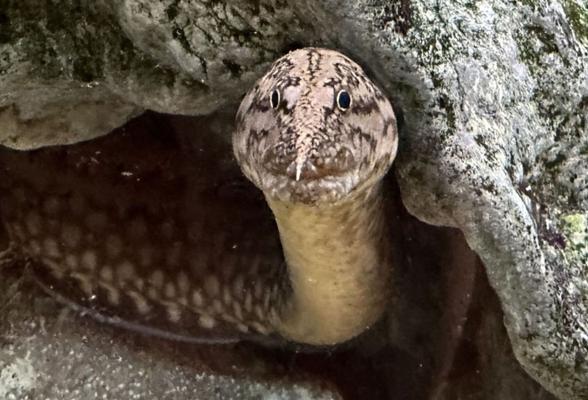 Tanganjikasee Stachelaal Mastacembelus moorii