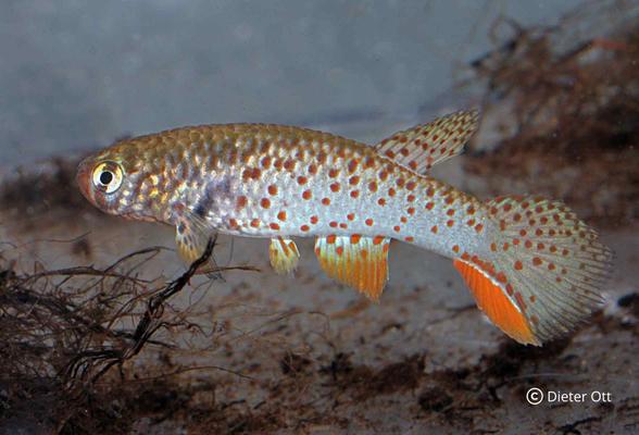 K chovu juhoamerických anuel (SAA) Časť 1