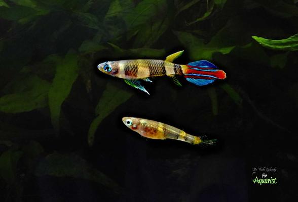 Hodowla i wychowanie Pseudoepiplatys annulatus: Przewodnik dla każdego akwarysty