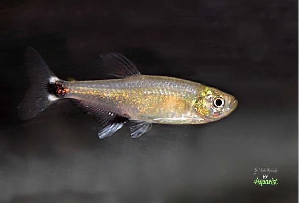 Aphyocharax paraguayensis (Tetra błyszcząca): Piękna, ale temperamentna ozdoba akwarium