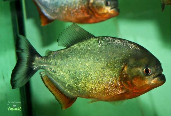 Pygocentrus nattereri: Piraně - Mýtus o krvežíznivých zabijácích a skutečnost z akvária