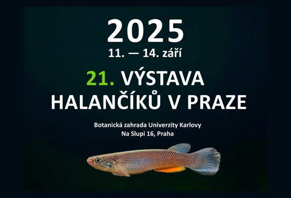 Halančíci dobývají Prahu: Mezinárodní výstava a burza od 11. do 14. září 2025!