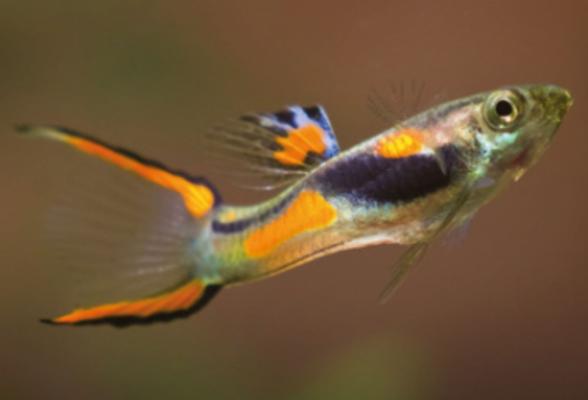 poecilia wingei - Endlers Lebendgebärende