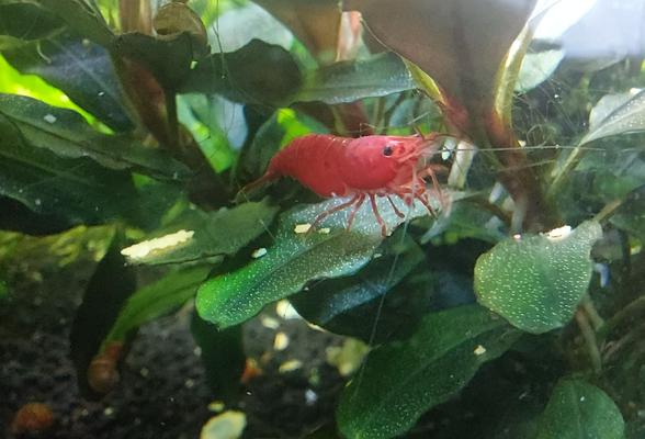 Mladé červené krevetky neocaridina - 0,8 cm
