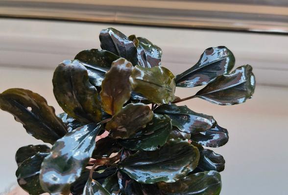Bucephalandra