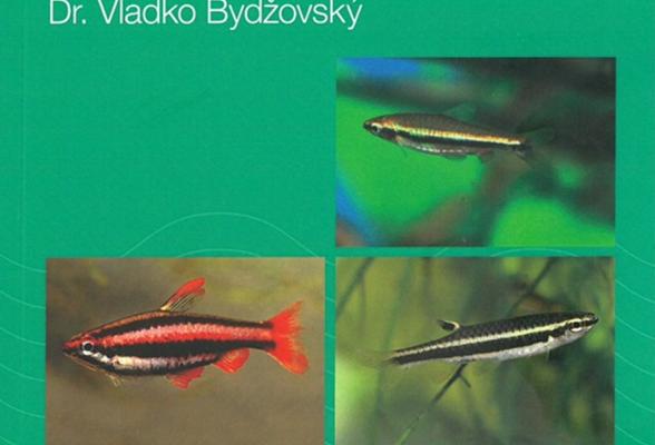 Drobnoústky a štíhlotělky
