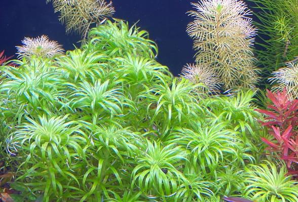 Syngonanthus Belem