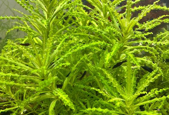 Rostlinka Pogostemon helferi