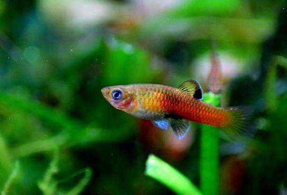 Krátkotělka kostarická (Phallichthys Tico)
