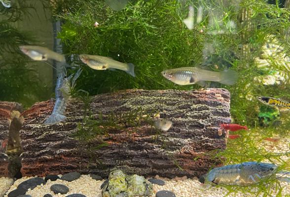 Rak floridský - Procambarus alleni