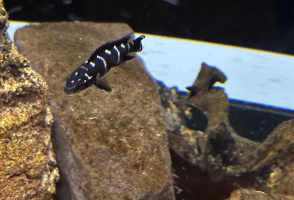 Tanganjikasee cichlidi Julidochromis transcriptus kissi