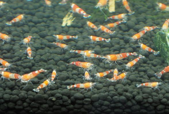 Krevetky Caridina Red Crystal
