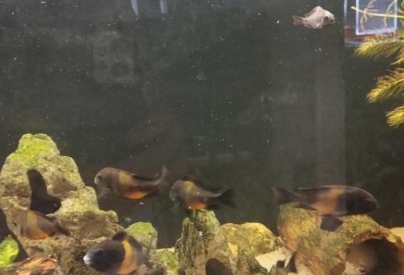 Tropheus bemba