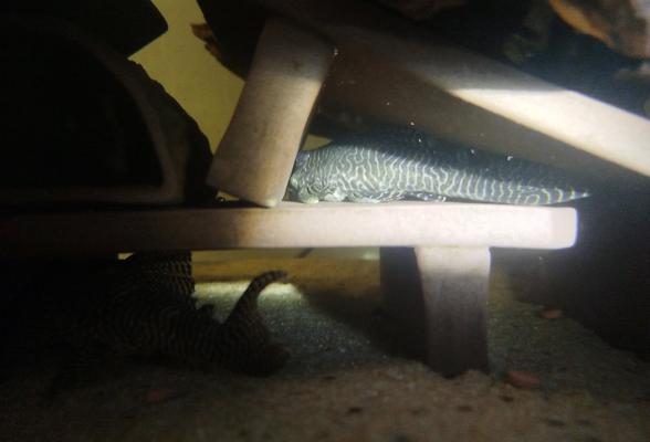 L066 Hypancistrus king tiger pleco