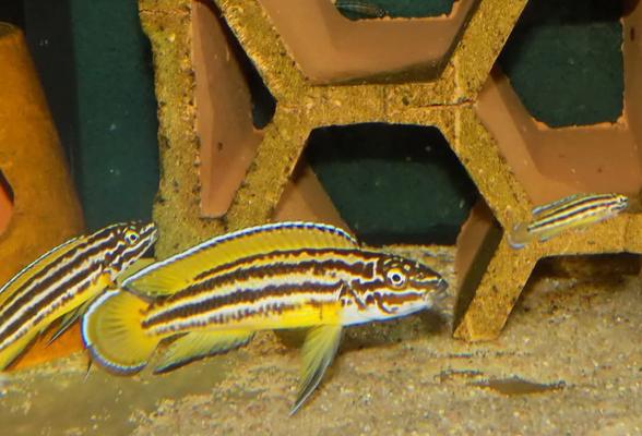 chovný pár Julidochromis