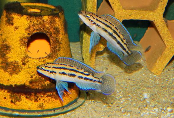 chovné páry Julidochromis