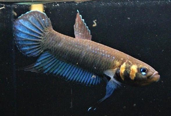 Betta Mandor F1