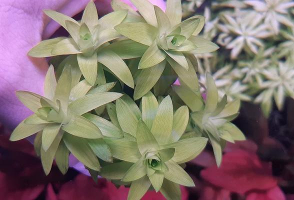 Tonina Fluviatilis