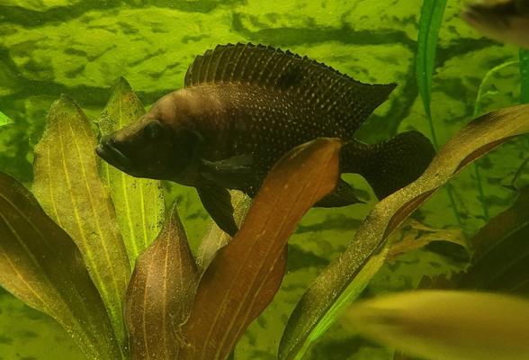 Altolamprologus Calvus Black Pect.
