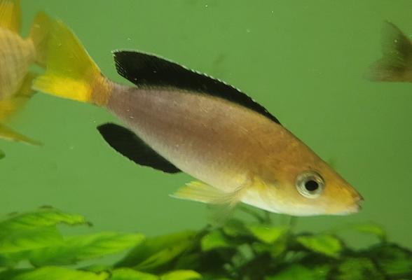 Cyprichr. leptosoma Jambo Yellow