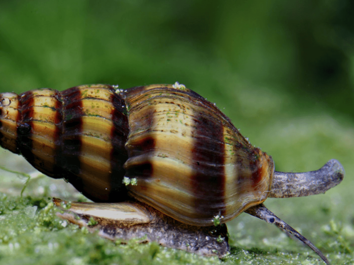 Clea helena