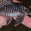 Hypaancitrus