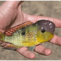 Gymnogeophagus labiatus
