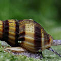 Clea helena