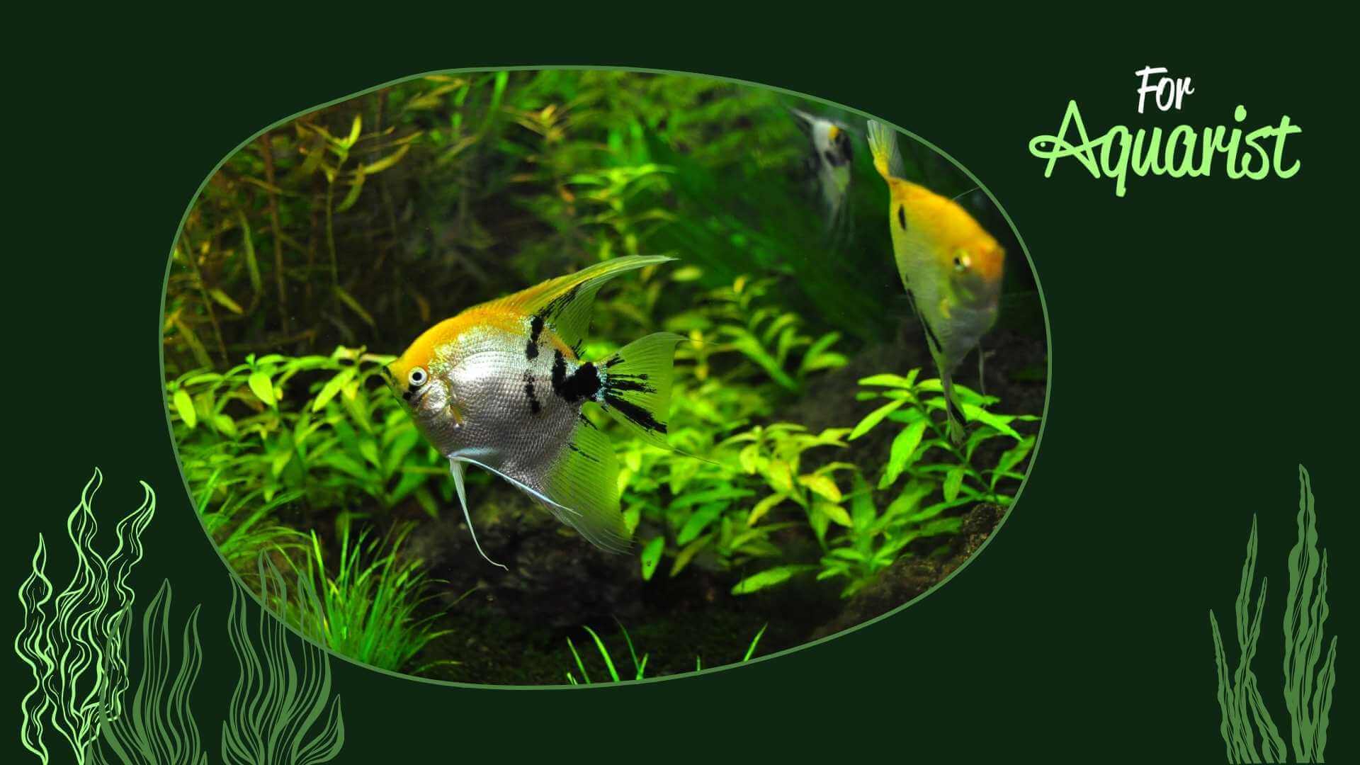 Garra Gotyla ForAquarist garra-gotyla-foraquarist