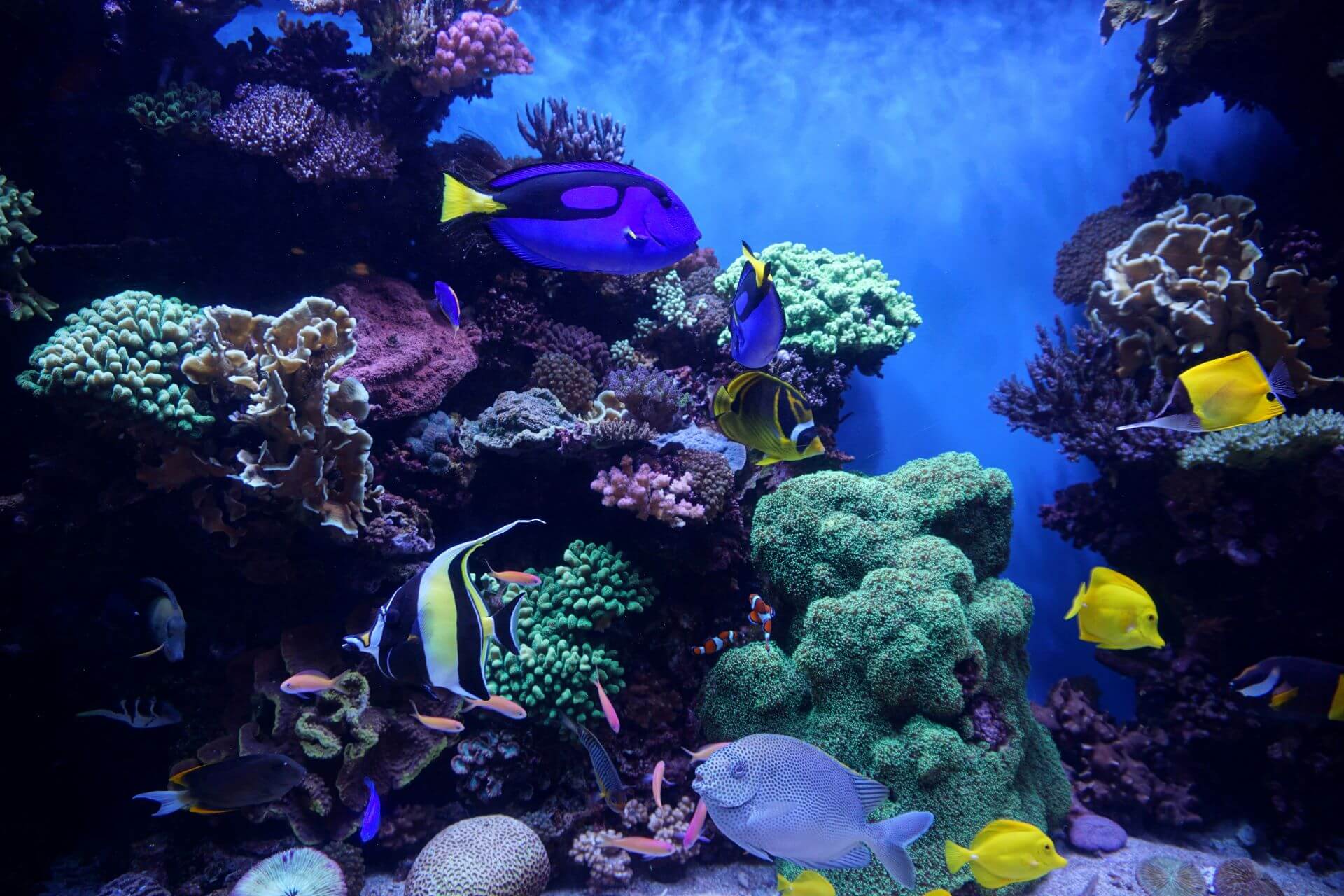 Akvarijní ryby | ForAquarist.com
