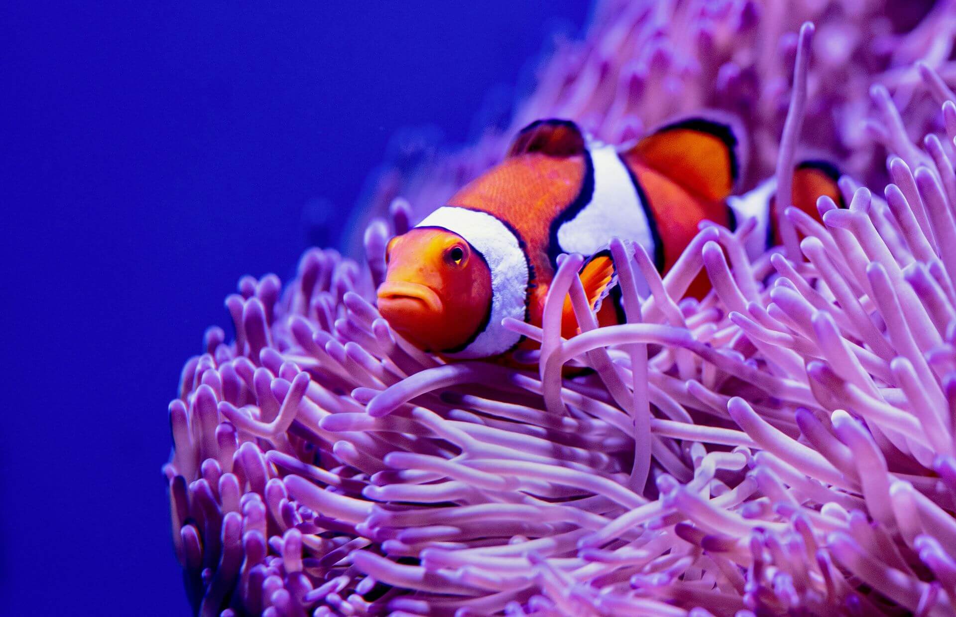 ForAquarist.com - jedinečné místo pro všechny akvaristy | ForAquarist.com